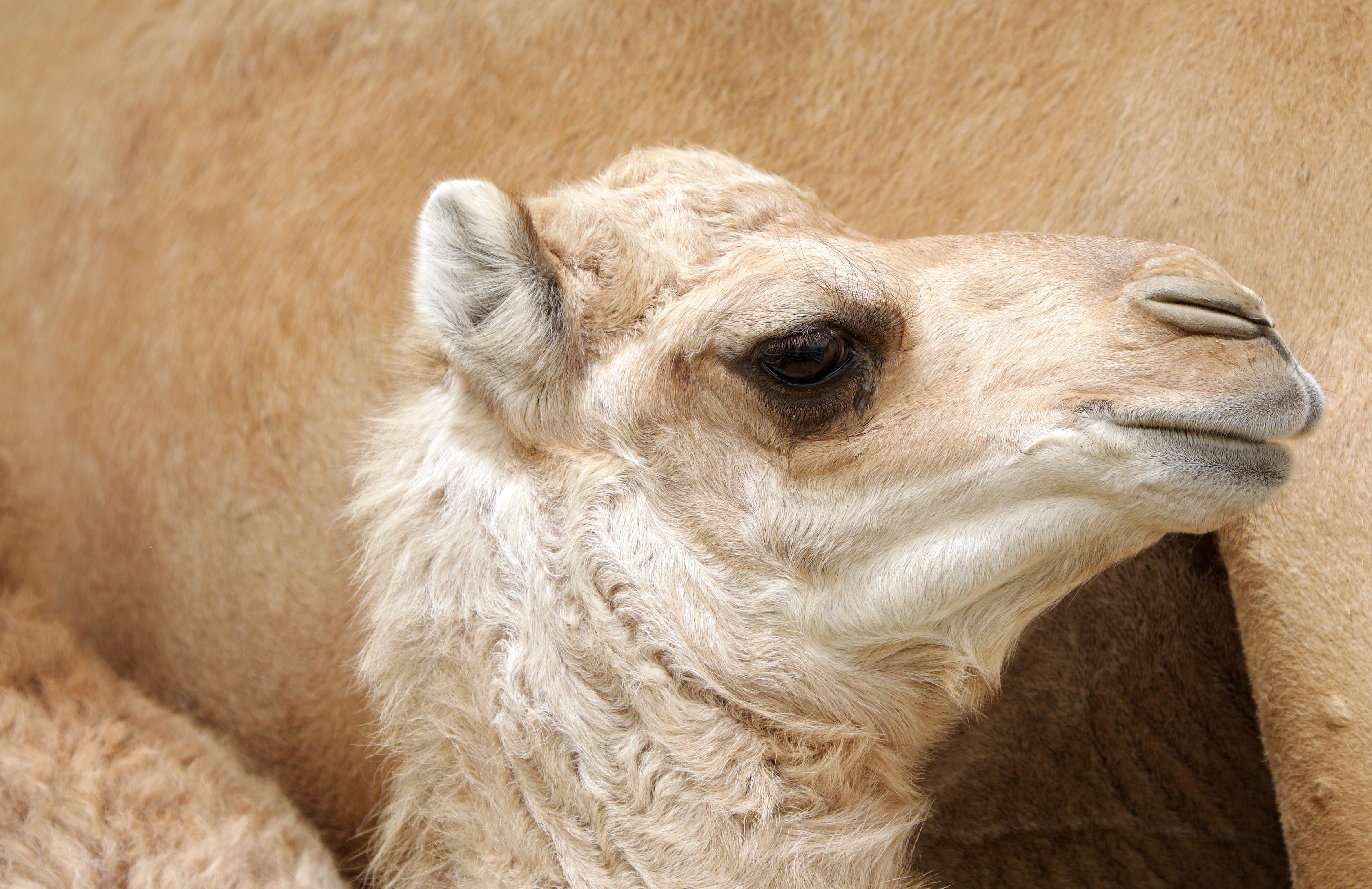 Camel Milk...A Superfood for Beauty and Anti-Aging Skincare