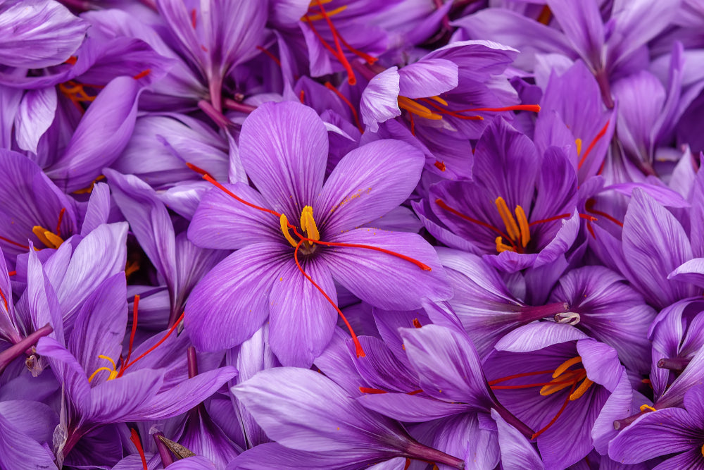 SAFFRON, an Exotic Spice for Radiant Skin