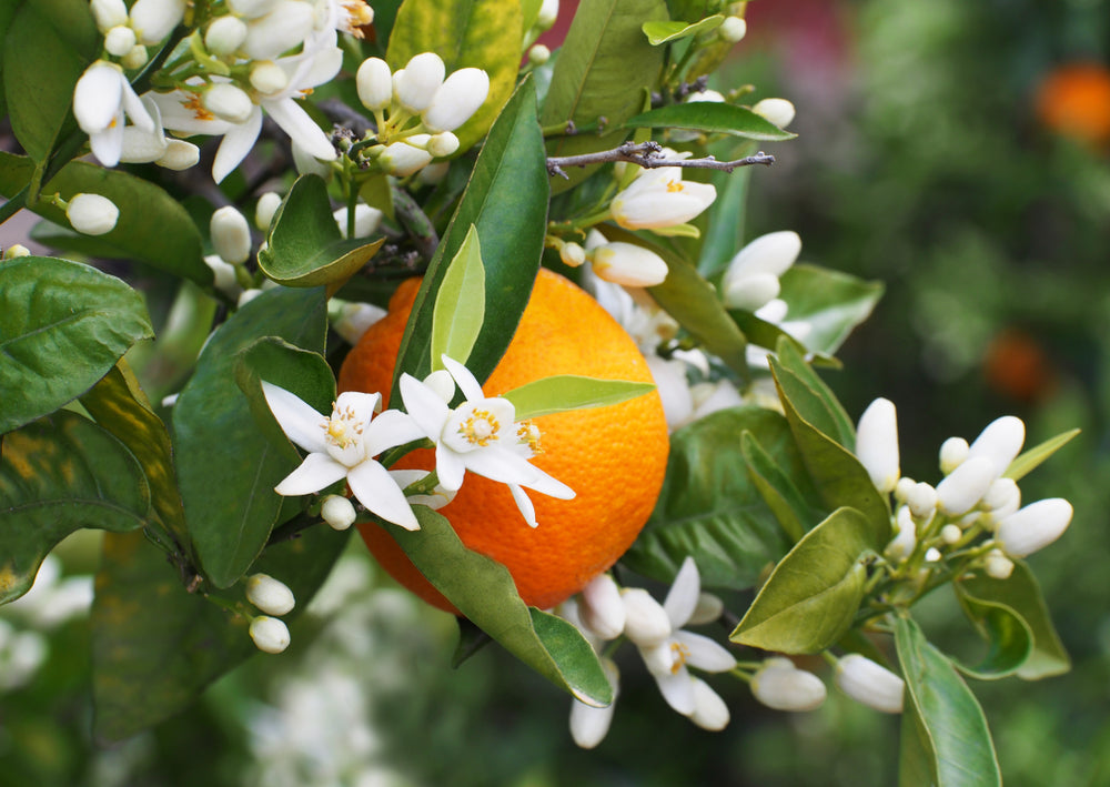 8 Beauty Benefits and Uses of ORANGE BLOSSOM WATER