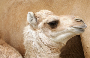 Camel Milk...A Superfood for Beauty and Anti-Aging Skincare