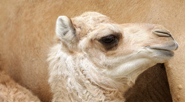 Camel Milk...A Superfood for Beauty and Anti-Aging Skincare