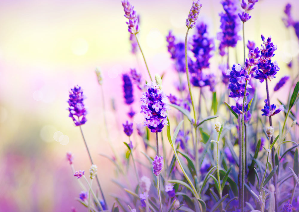 LAVENDER...Benefits for Outer Beauty and Inner Peace