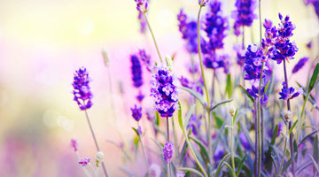 LAVENDER...Benefits for Outer Beauty and Inner Peace
