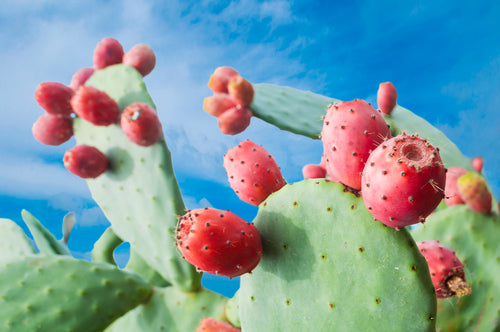 PRICKLY PEAR SEED CACTUS OIL