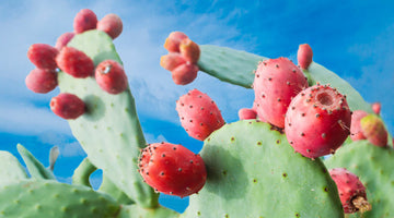 Prickly Pear Seed Cactus Oil
