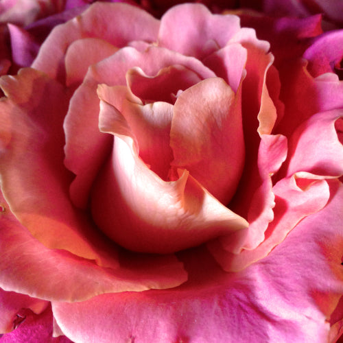 ROSE: Benefits for Love and Beauty