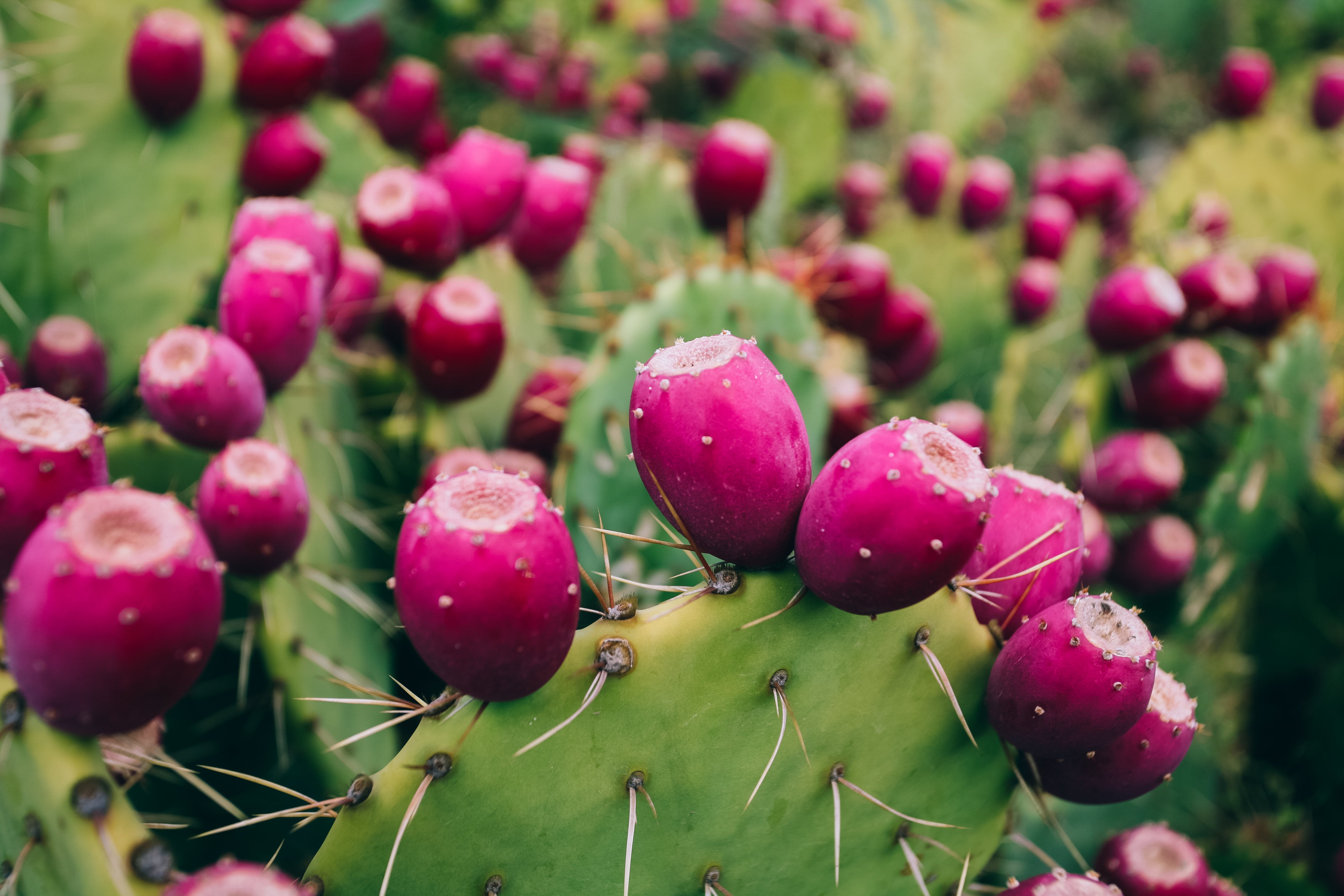 Skin Benefits of Prickly Pear Seed Oil