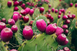 Skincare and Beauty  Benefits of Prickly Pear Seed Oil