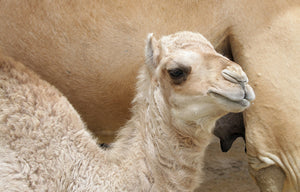 Camel+Goat Milk Skincare