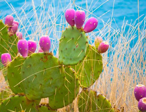 Three Prickly Pear Cacti | Moroccan Elixir