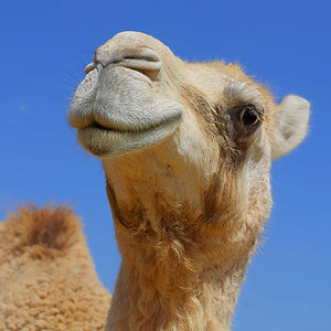 Camel Milk for Face